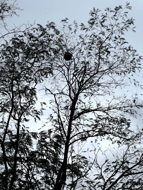 nid_frelon_asiatique